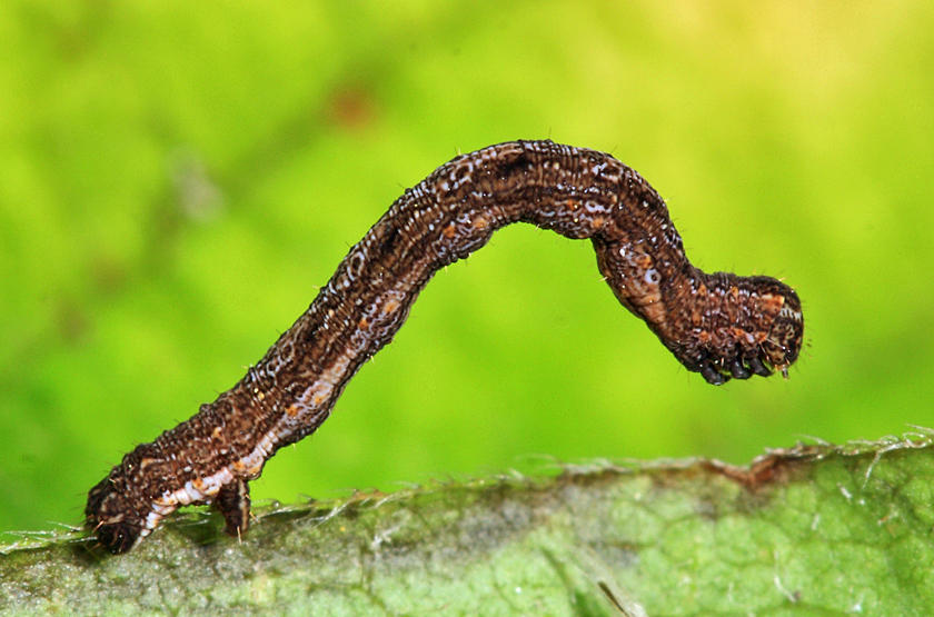 6941 - Confused Eusarca - Eusarca confusaria