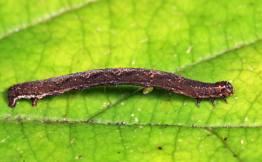 6941 - Confused Eusarca - Eusarca confusaria