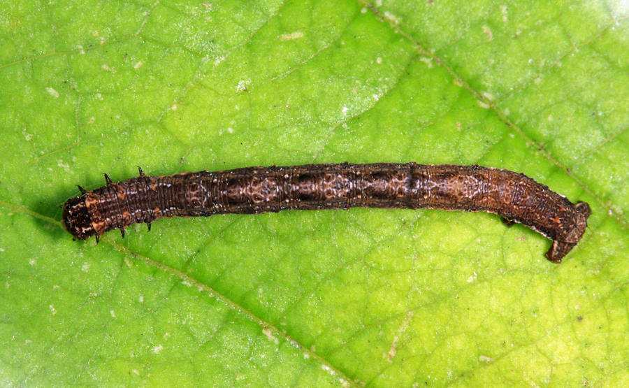 6941 - Confused Eusarca - Eusarca confusaria