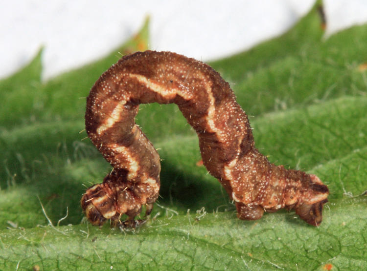 7132 - Common Tan Wave - Pleuroprucha insulsaria