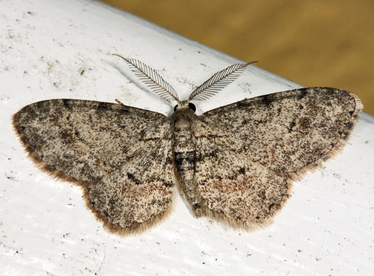 6443  Texas Gray Moth  Glenoides texanaria