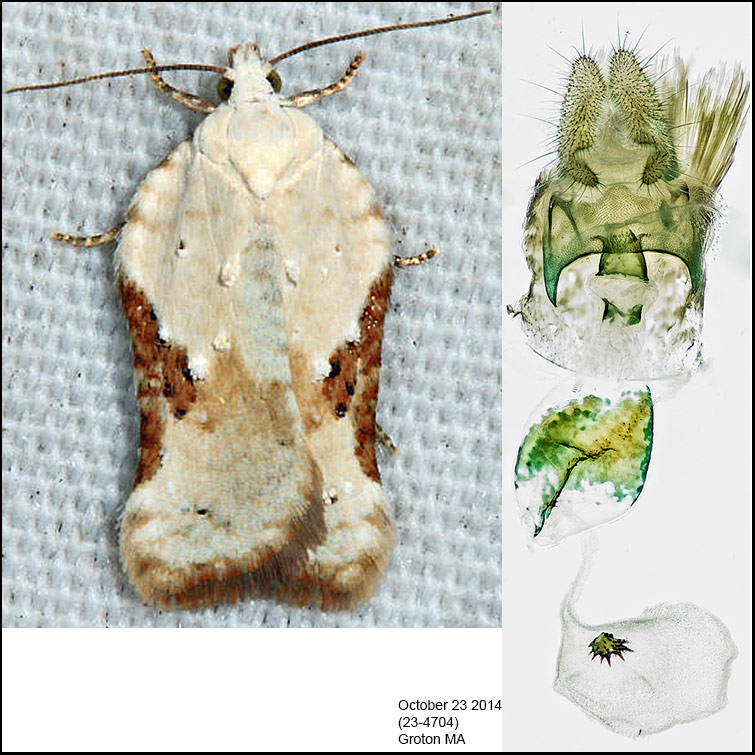 3517  Common Acleris - Acleris subnivana (female)