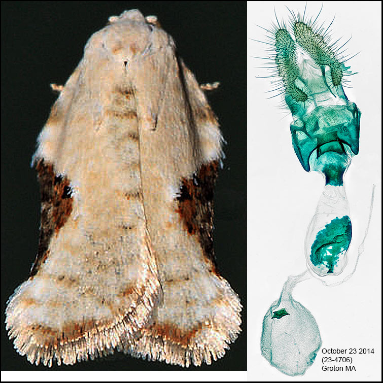 3517  Common Acleris - Acleris subnivana (female)
