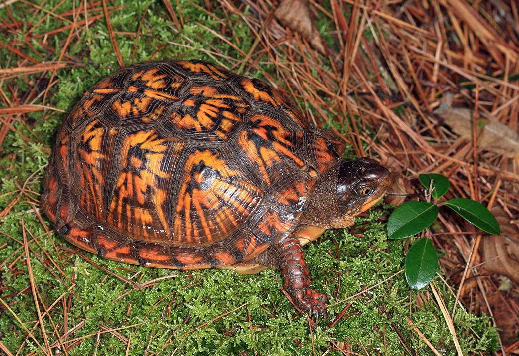 Eastern Box Turtle - Terrapene carolina