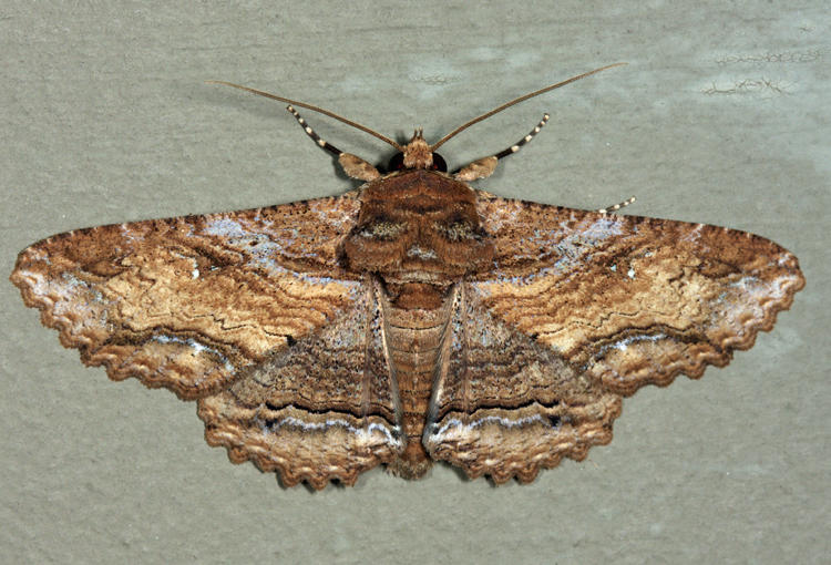  8689 - Lunate Zale Moth - Zale lunata