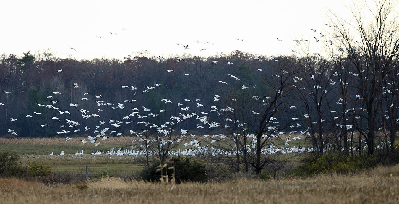 Snow Geese - Chen caerulescens 