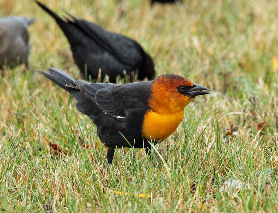 Yellow-headed Blackbird - Xanthocephalus xanthocephalus