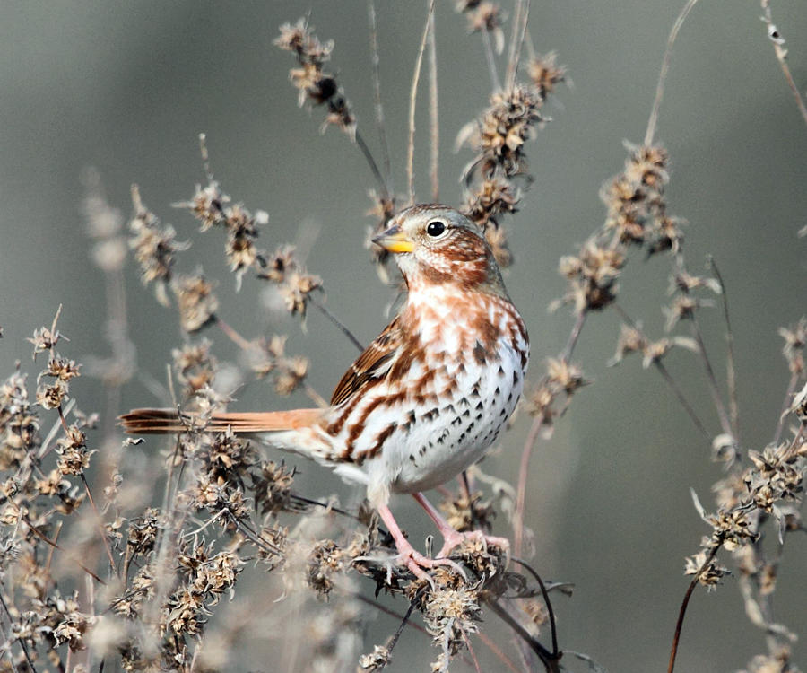 Fox Sparrow - Passerella iliaca