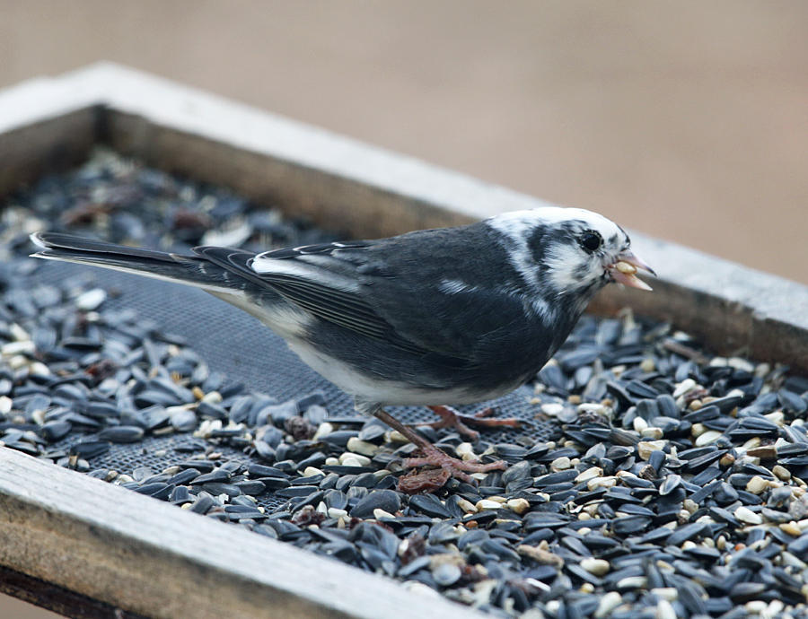 leucistic Dark-eyed Junco - Junco hyemalis 