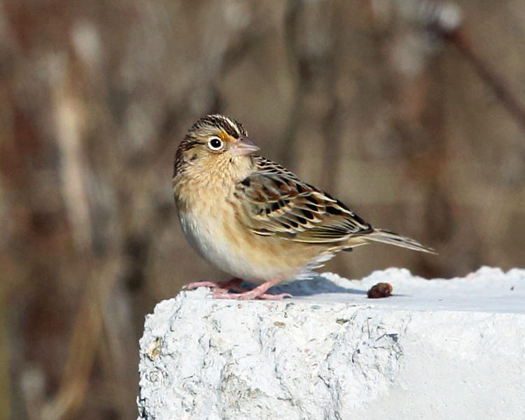 Grasshopper Sparrow - Ammodramus savannarum