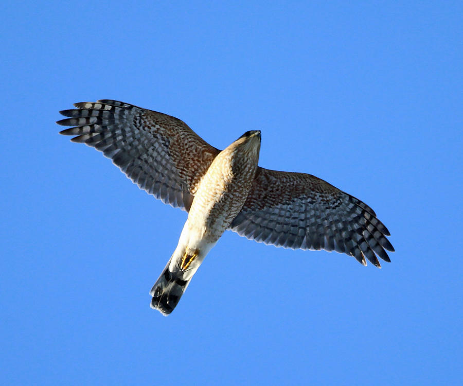 Sharp-shinned Hawk - Accipiter striatus