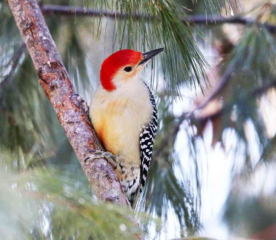 Red-bellied Woodpecker - Melanerpes carolinus