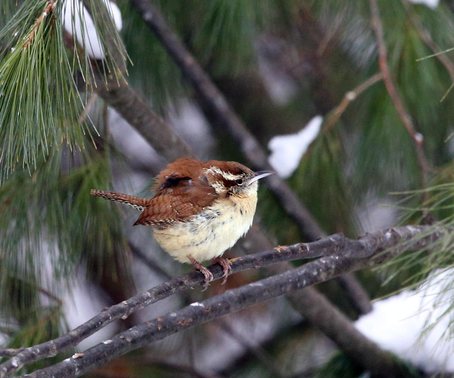 Carolina Wren - Thryothorus ludovicianus