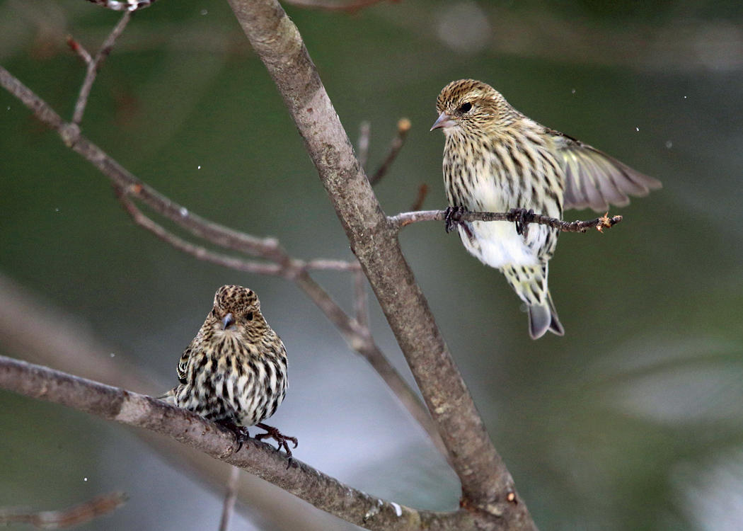 Pine Siskin - Spinus pinus