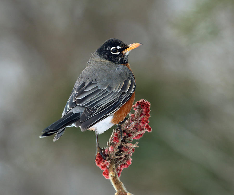 American Robin - Turdus migratorius