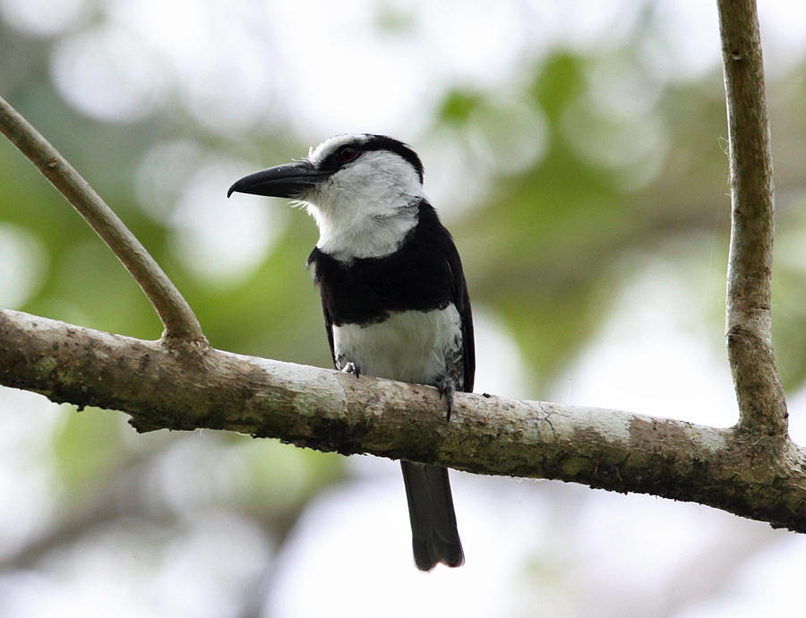 White-necked Puffbird - Notharchus hyperrhynchus