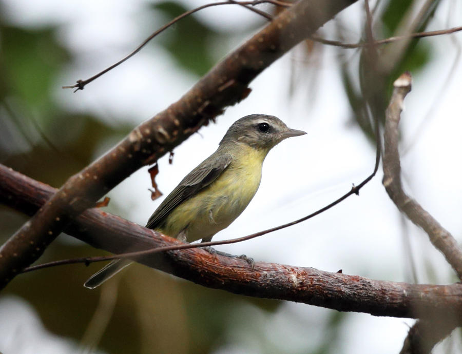 Philadelphia Vireo - Vireo philadelphicus