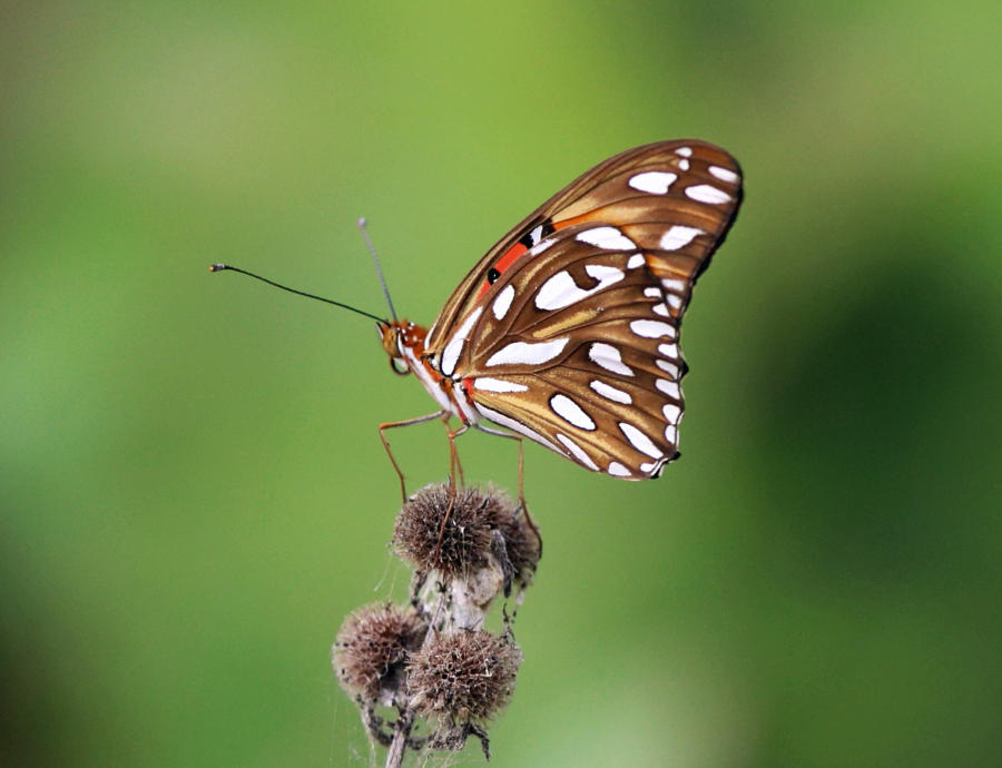 Gulf Fritillary - Agraulis vanillae