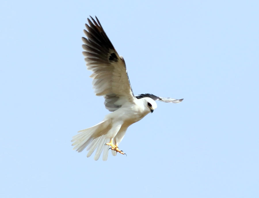 White-tailed Kite - Elanus leucurus