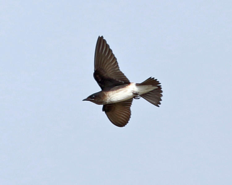 Gray-breasted Martin - Progne chalybea