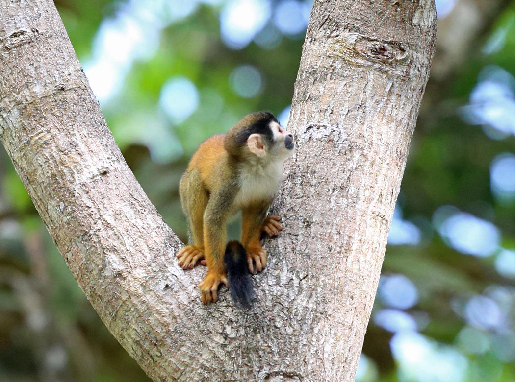  Central American squirrel monkey - Saimiri oerstedii 