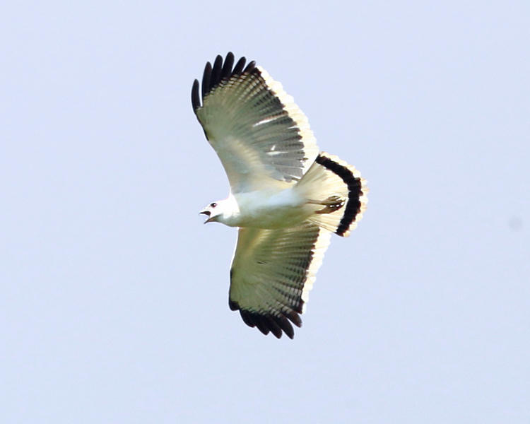 White Hawk - Pseudastur albicollis