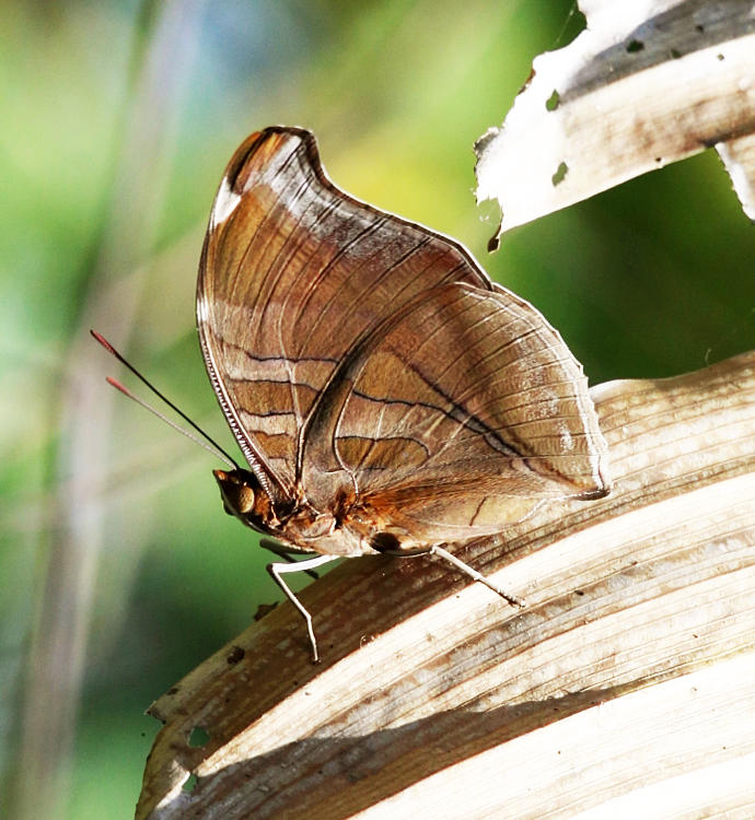 Orion Cecropian or Stinky Leafwing - Historis odius odious