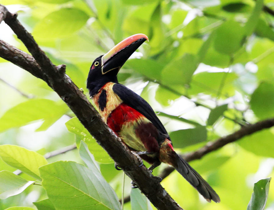 Fiery-billed Aracari - Pteroglossus frantzii