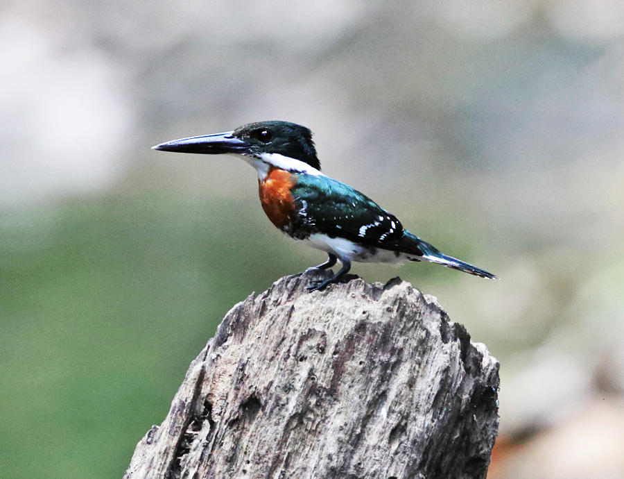 Green Kingfisher - Chloroceryle americana