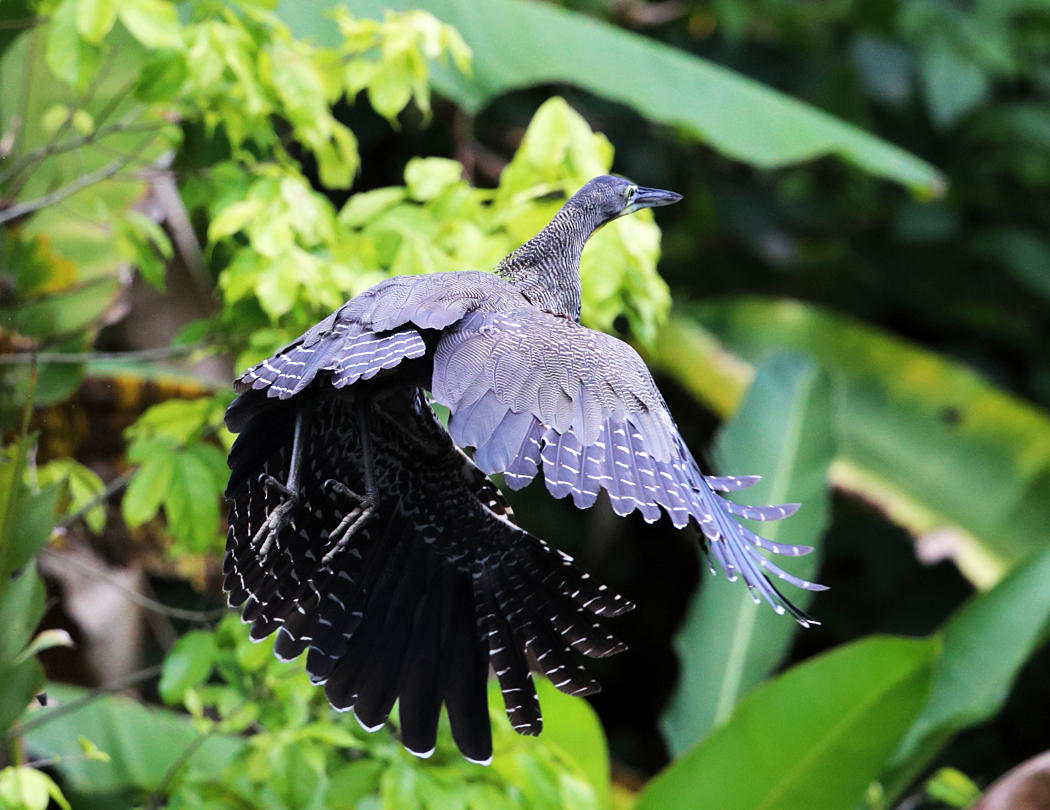 Bare-throated Tiger-Heron - Tigrisoma mexicanum