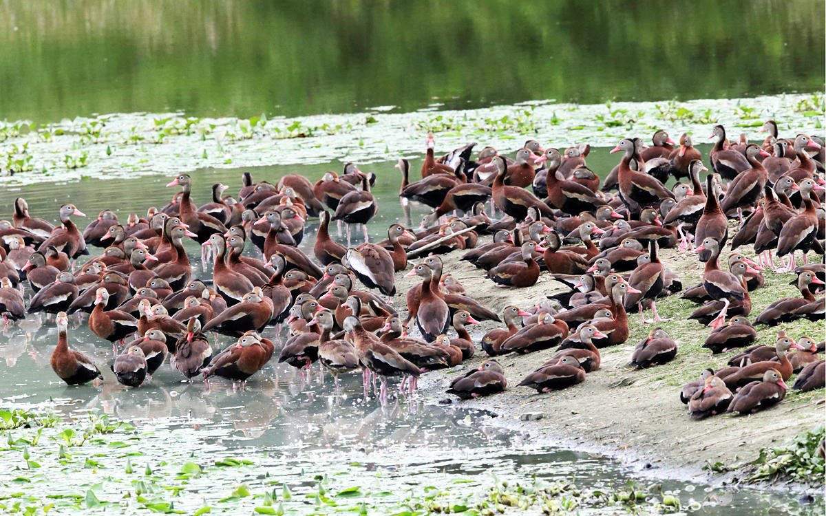 Black-bellied Whistling Ducks - Dendrocygna autumnalis