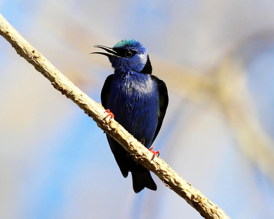 Red-legged Honeycreeper - Red-legged Honeycreeper