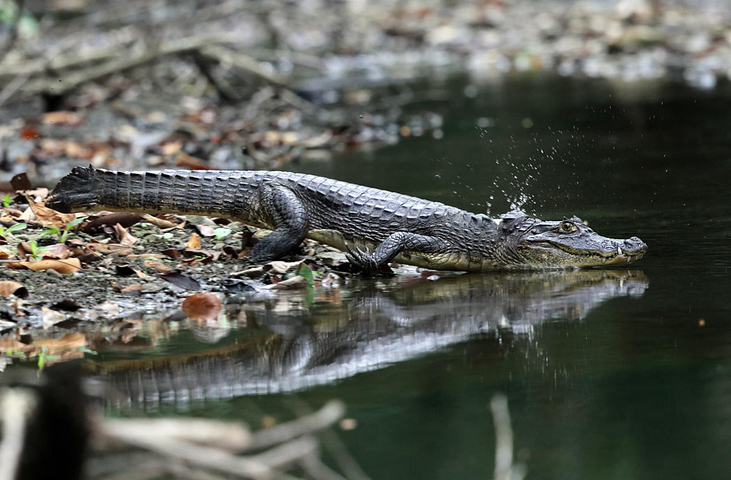 Spectacled Caiman - Caiman crocodilus