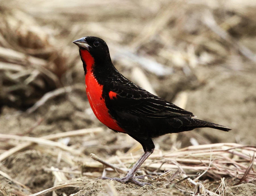 Red-breasted Blackbird - Sturnella militaris (male)