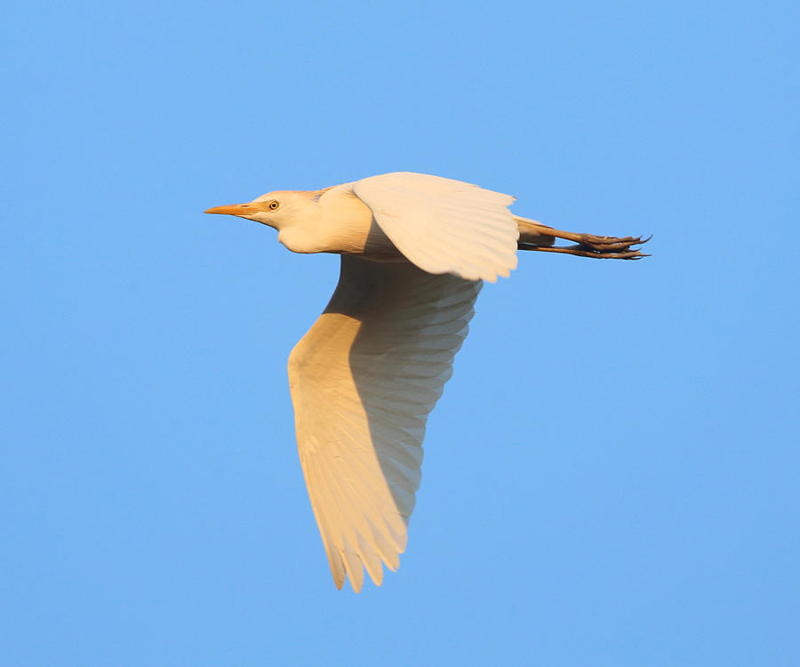 Cattle Egret - Bubulcus ibis (in the early morning light)