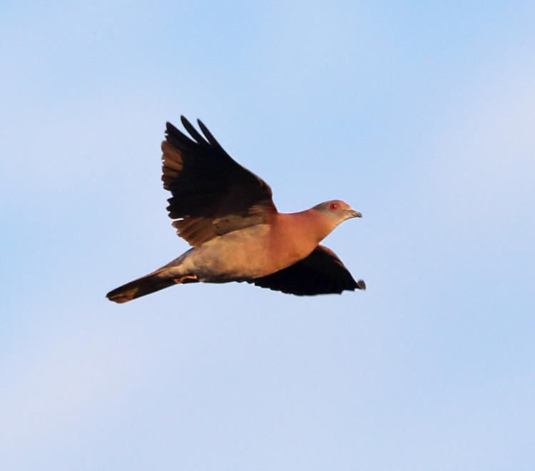 Pale-vented Pigeon - Patagioenas cayennensis