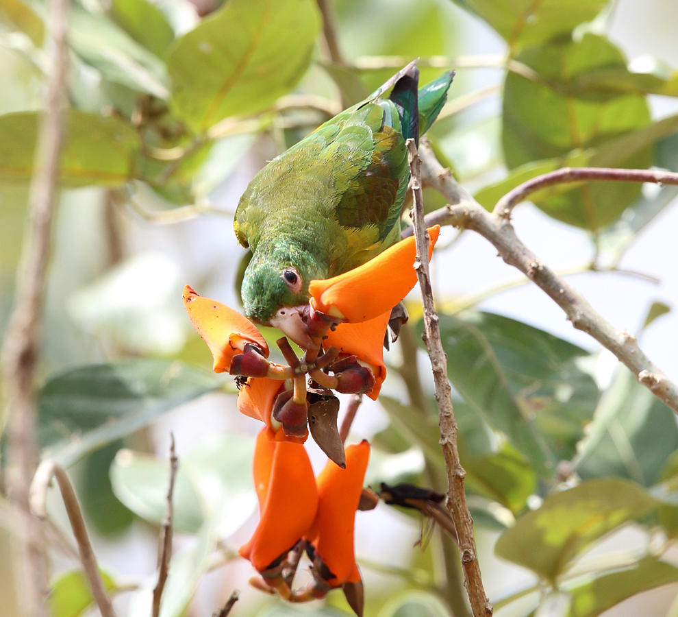 Orange-chinned Parakeet - Brotogeris jugularis