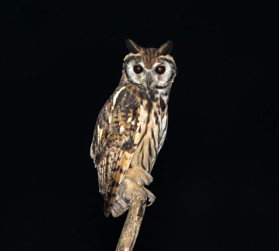 Striped Owl - Pseudoscops clamator