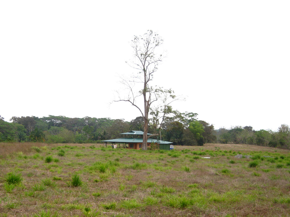 Benab with Barn Owl tree