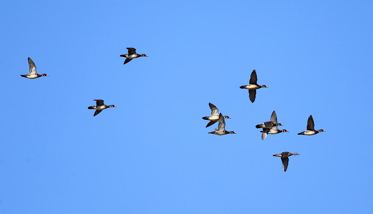 Wood Ducks - Aix sponsa