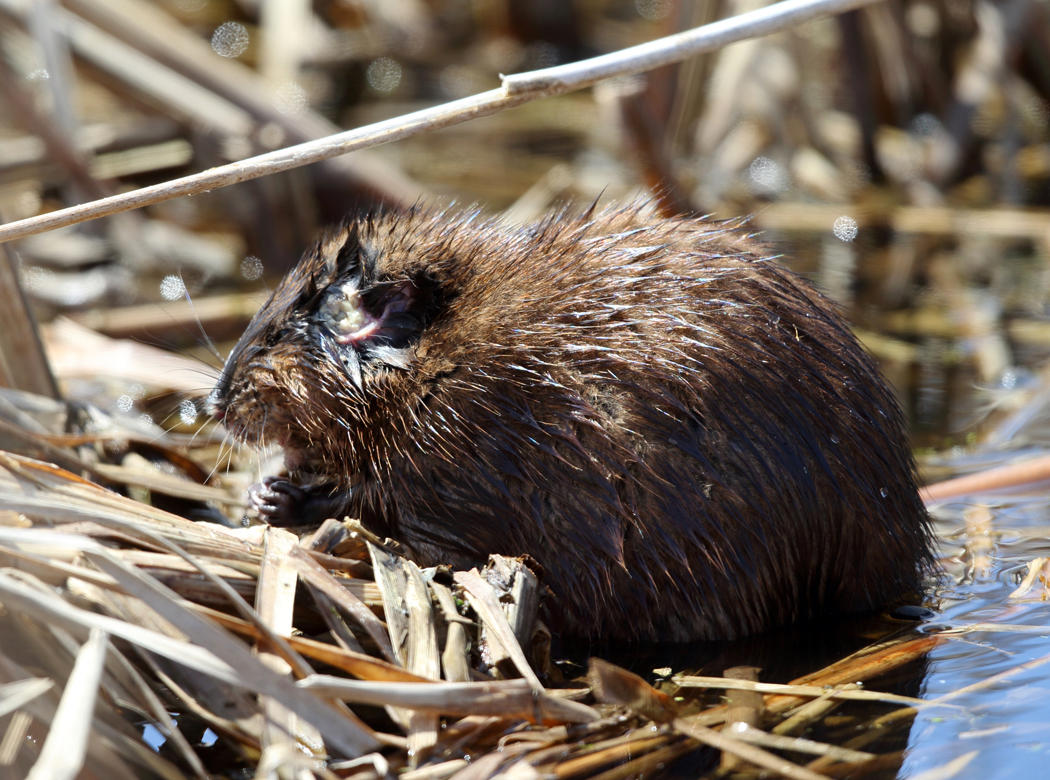 Muscrat - Ondatra zibethicus (with infection on its ear)