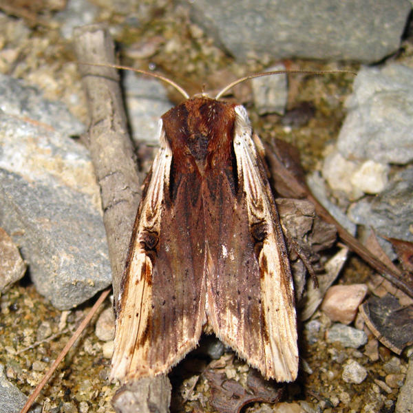 9874 - Dot-and-Dash Swordgrass - Xylena curvimacula 