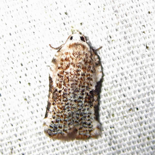 3517 - Bent-wing Acleris - Acleris subnivana