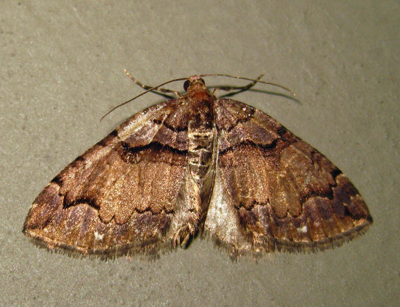 7329  Variable Carpet Moth  Anticlea vasiliata