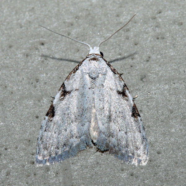 8992 - Three-spotted Nola - Nola triquetrana