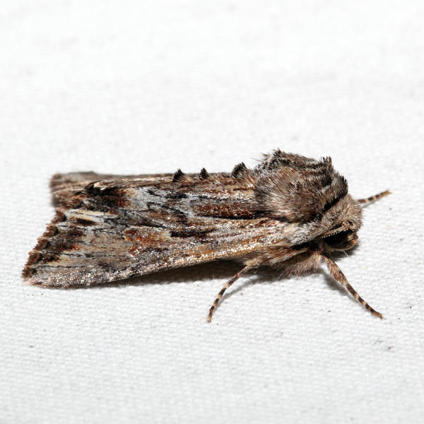 10520 - Bicolored Woodgrain - Morrisonia evicta