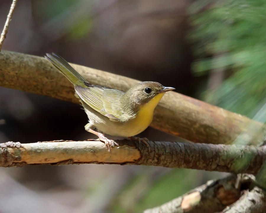 Common Yellowthroat - Geothlypis trichas