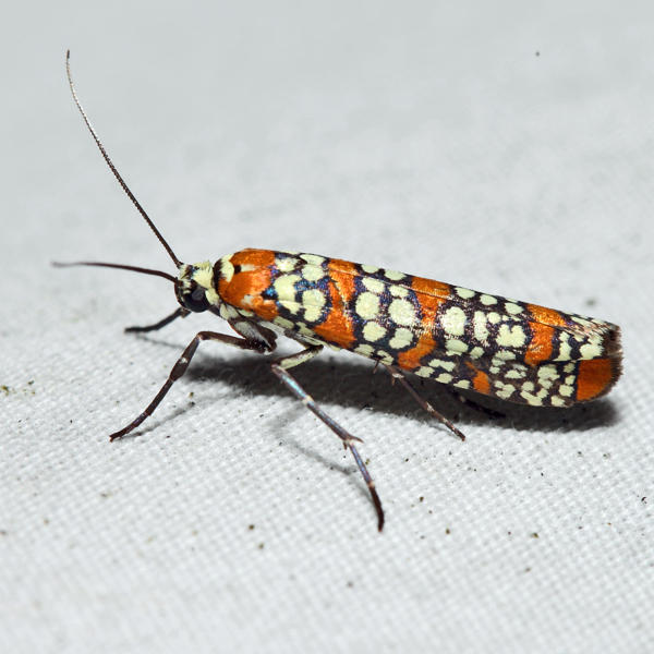 2401 - Ailanthus Webworm Moth - Atteva aurea