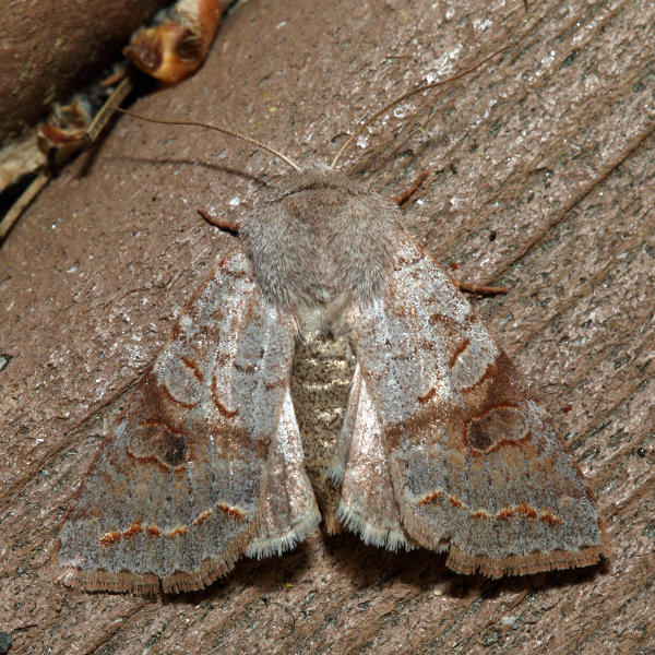 10490 - Subdued Quaker - Orthosia revicta 