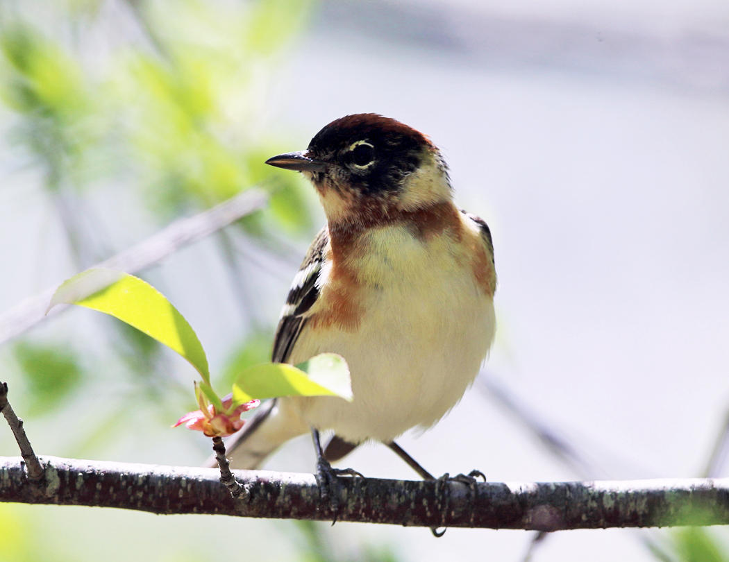 Bay-breaster Warbler - Setophaga castanea 